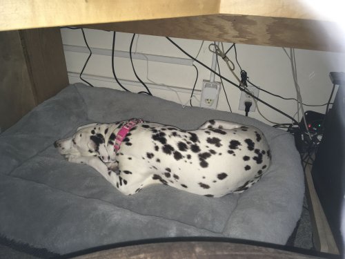 Dixie under the desk